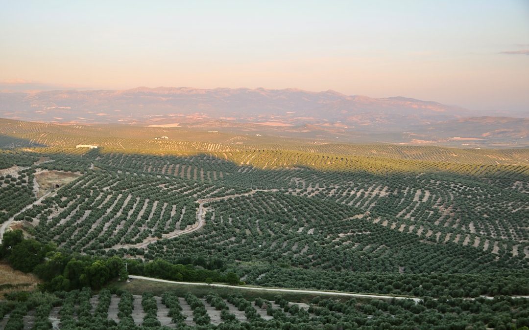 Oleoturismo: el viaje sensorial del aceite de oliva