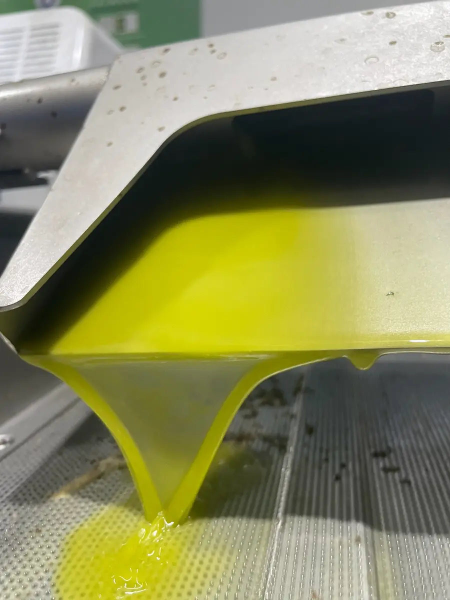 Aceituna lista para molturar