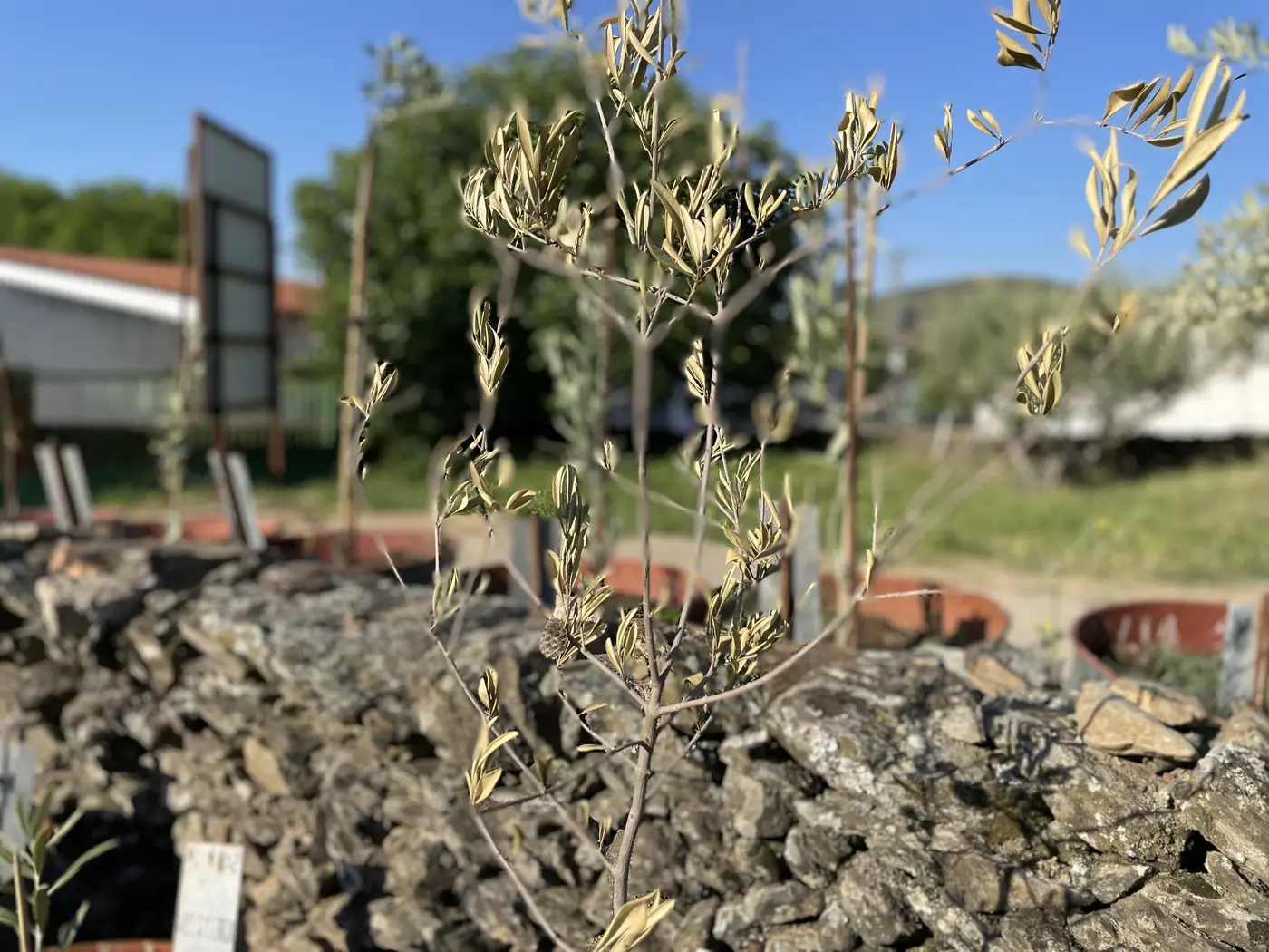 Plantones del jardín varietal