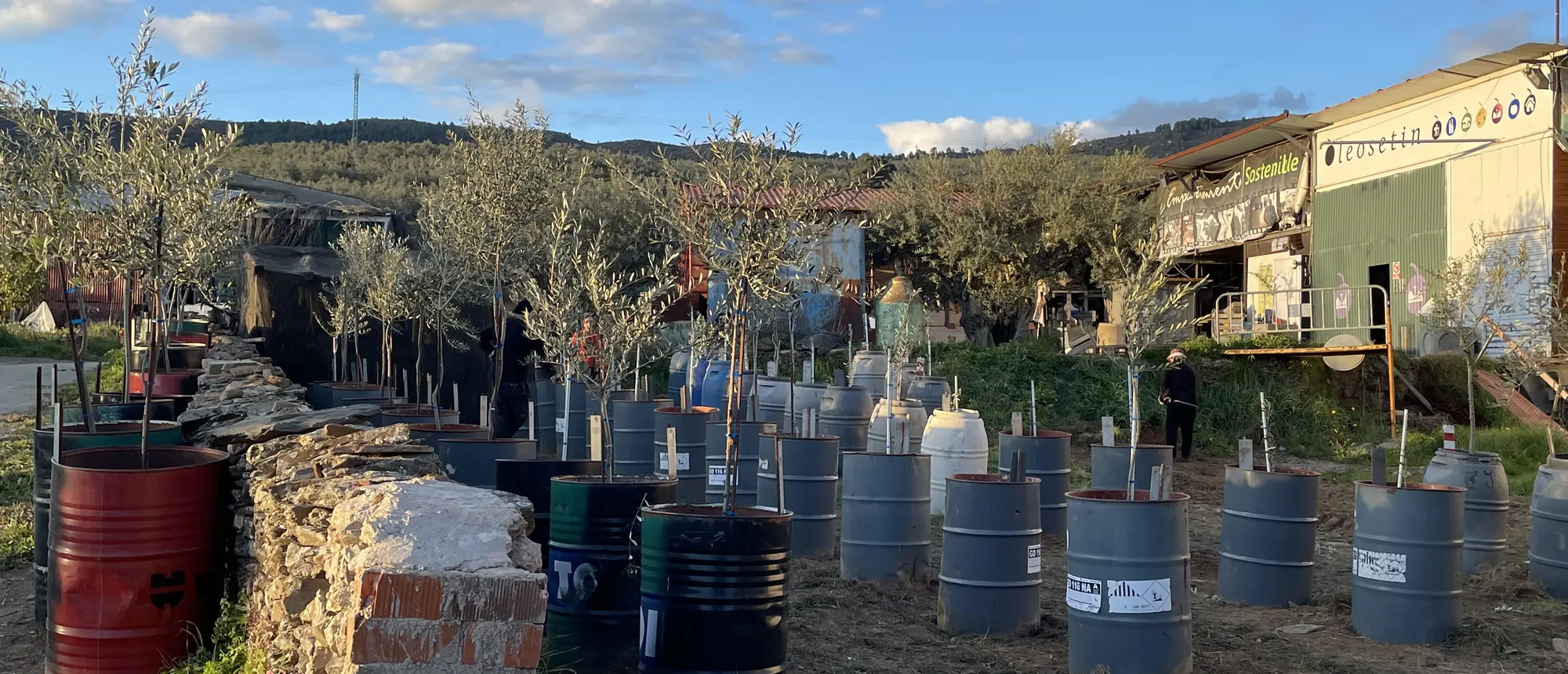 olivar-pano