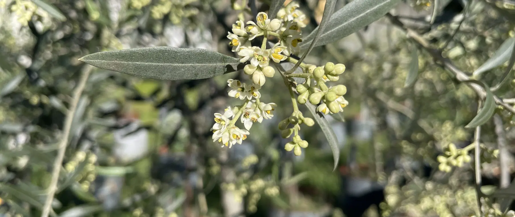 El olivo en flor, en mayo, en el jardín varietal